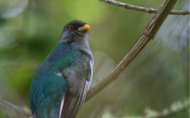 Definitive Basic Female Hispaniolan Trogon. - Hispaniolan Trogon - 