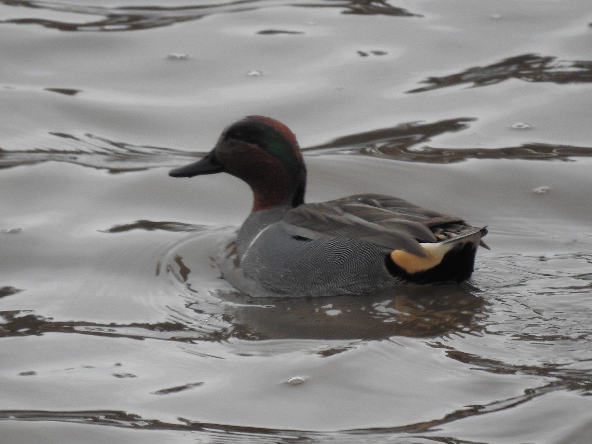 Green-winged Teal - ML521570181