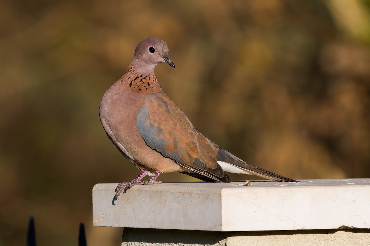 Laughing Dove - ML521574061