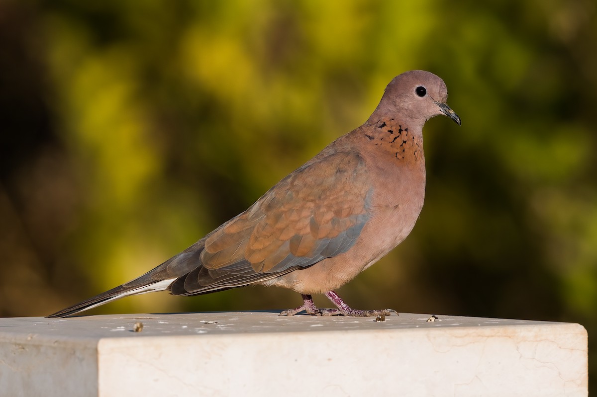 Laughing Dove - ML521574071