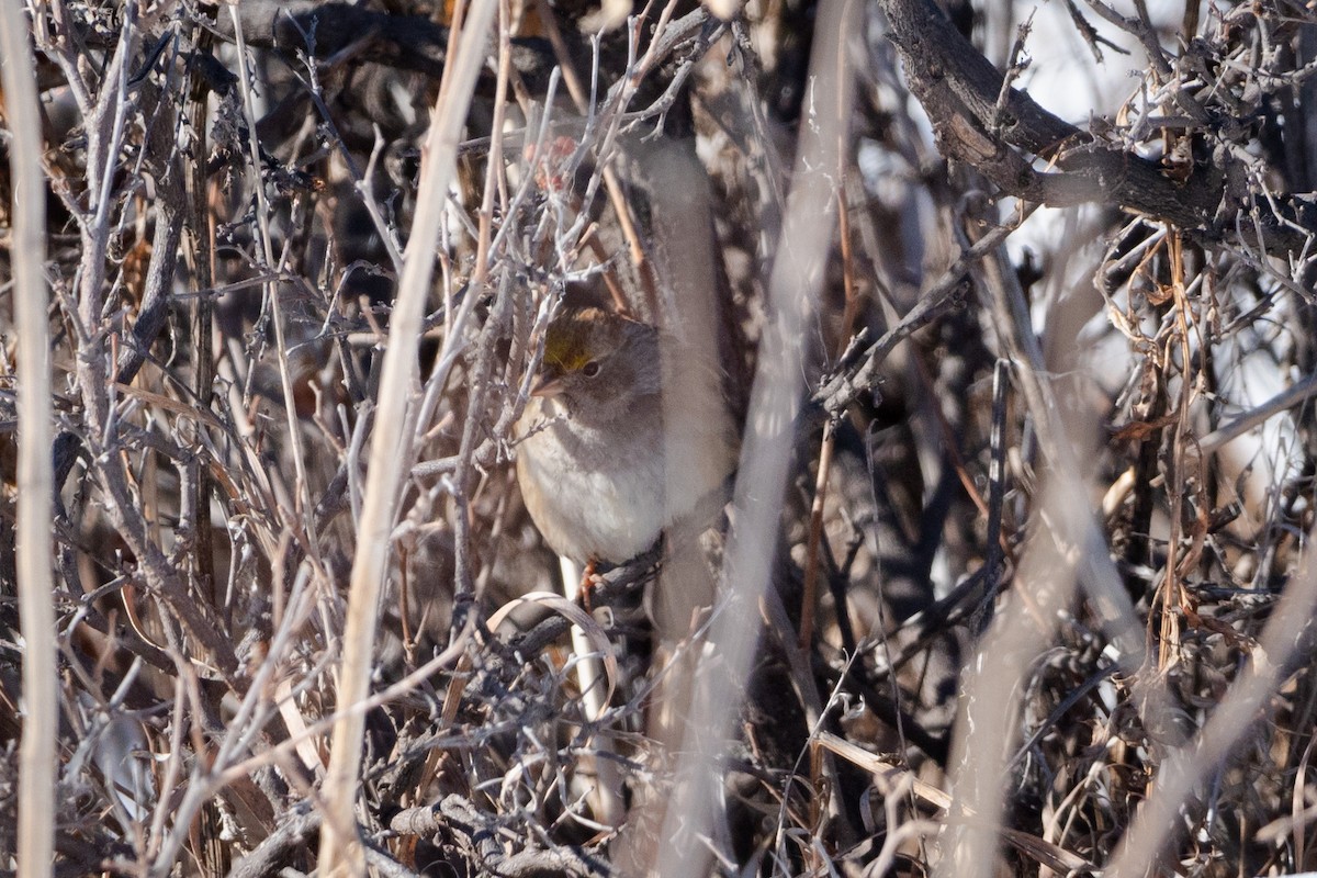 Golden-crowned Sparrow - ML521579861