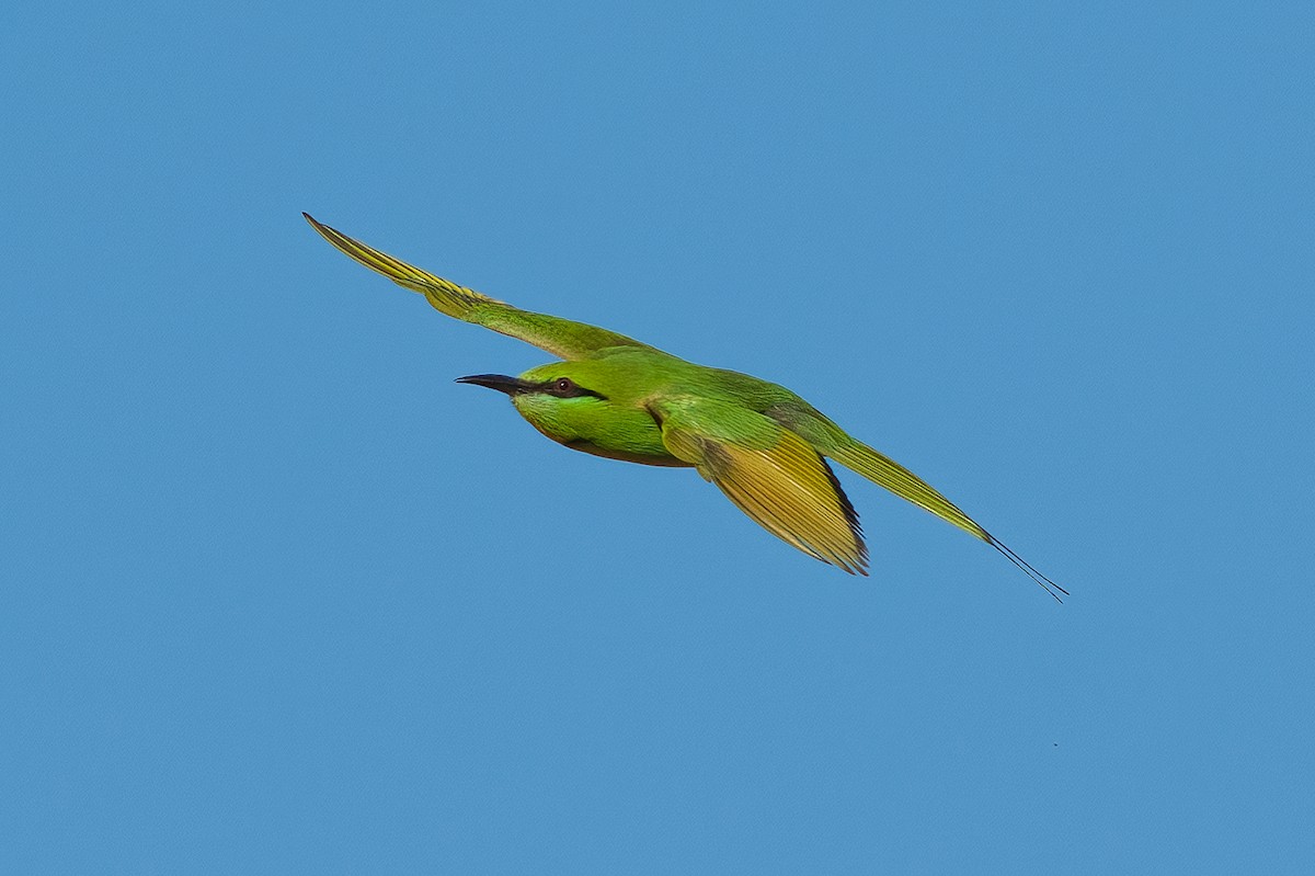 African Green Bee-eater - ML521580091