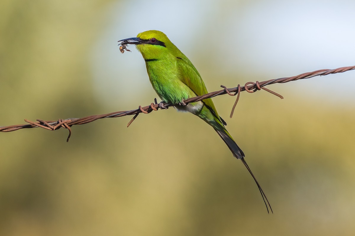 African Green Bee-eater - ML521580101