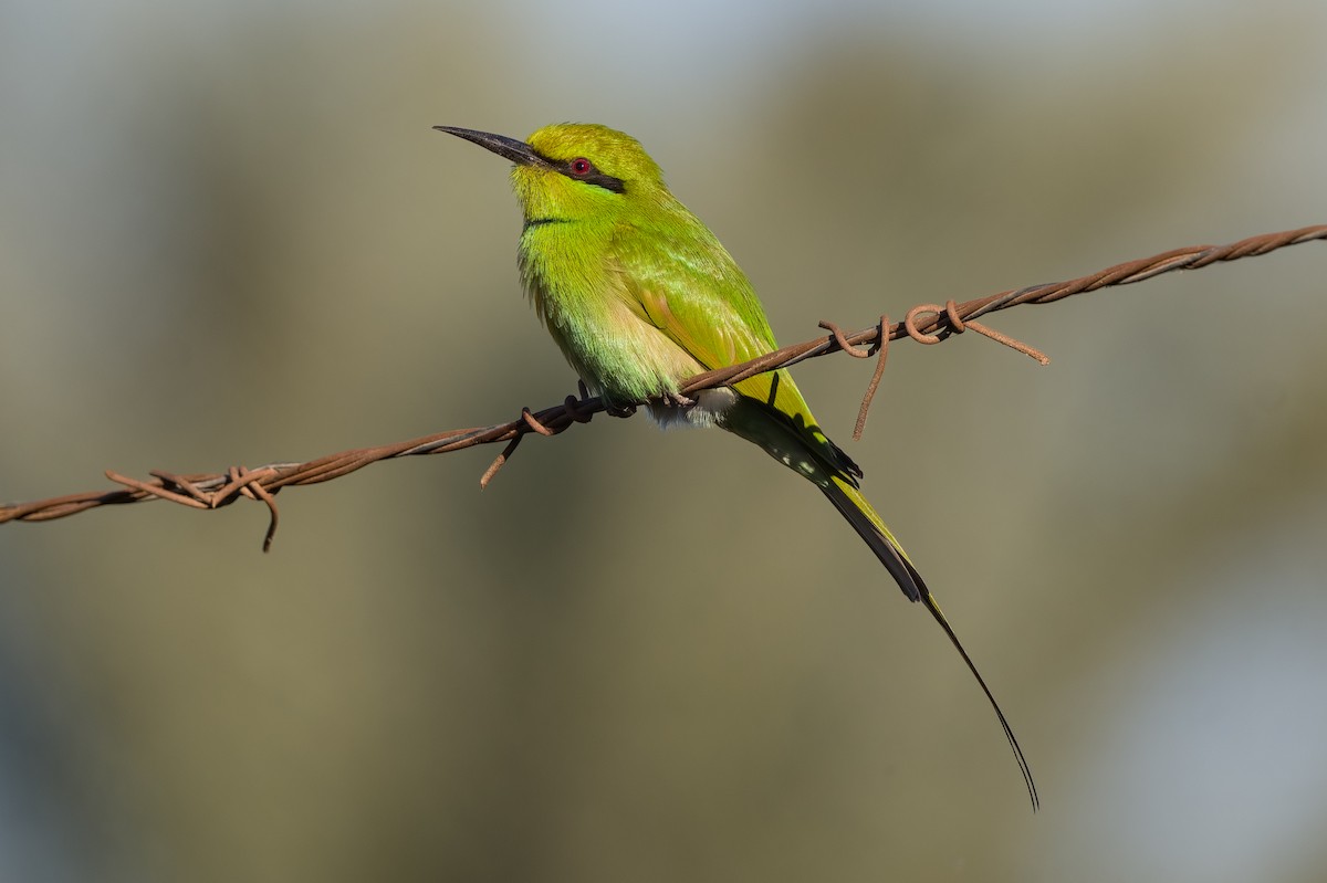 African Green Bee-eater - ML521580111
