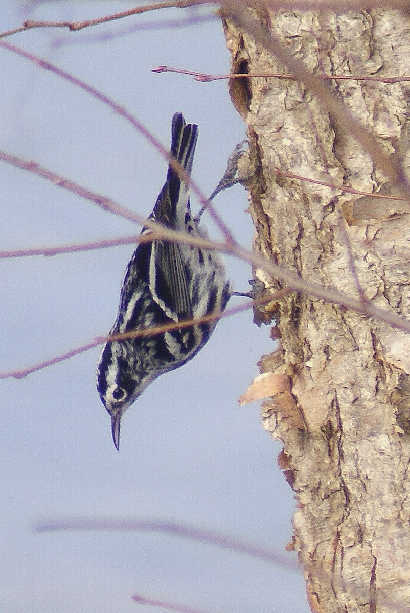 Black-and-white Warbler - ML521582301