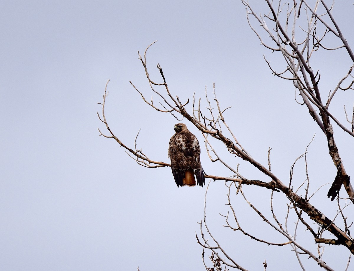 Red-tailed Hawk - ML52158401