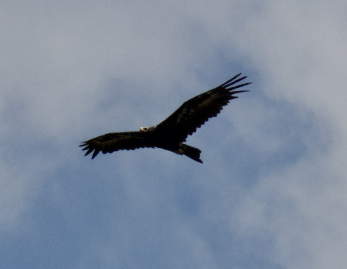 Wedge-tailed Eagle - ML521584571