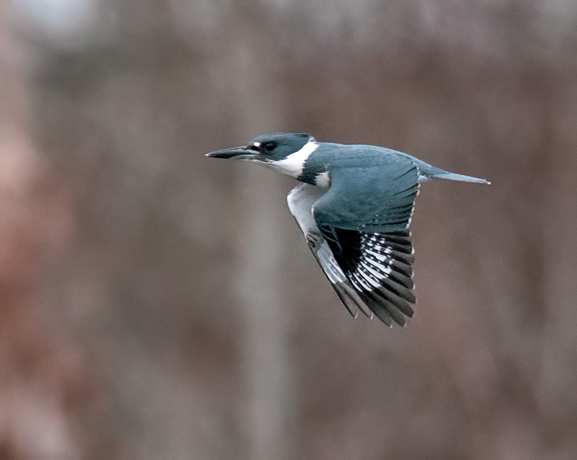 Belted Kingfisher - ML521586711