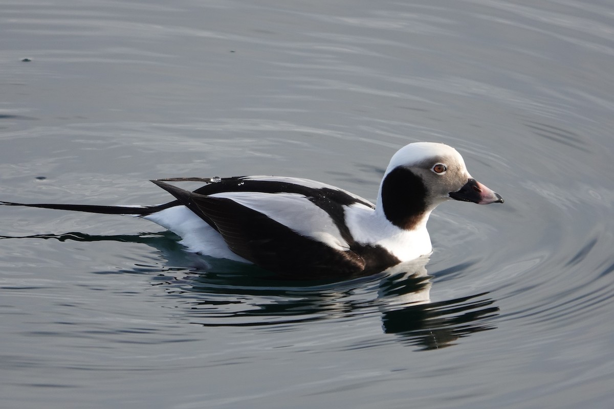 Long-tailed Duck - ML521587091