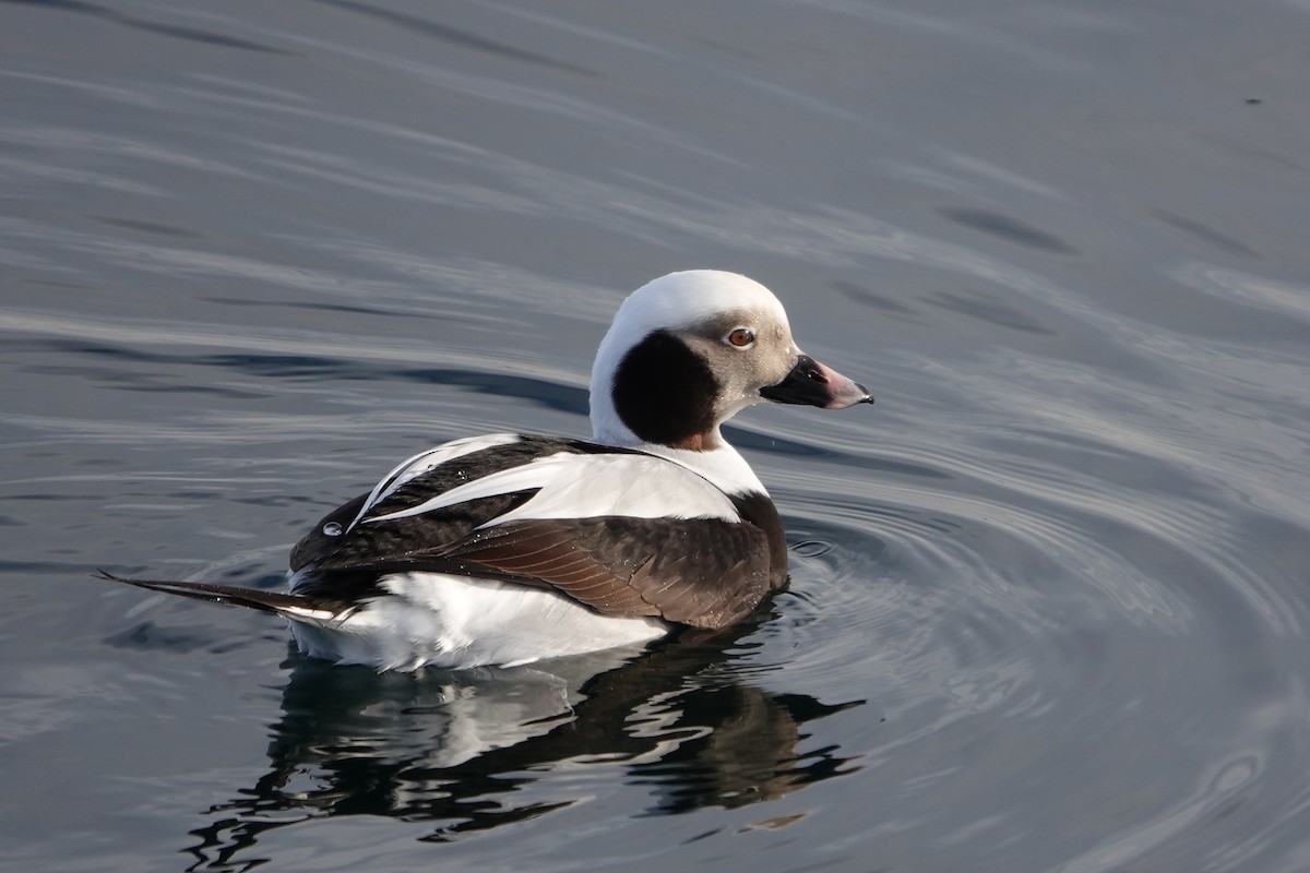 Long-tailed Duck - ML521587151