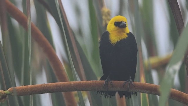 Yellow-hooded Blackbird - ML521592311