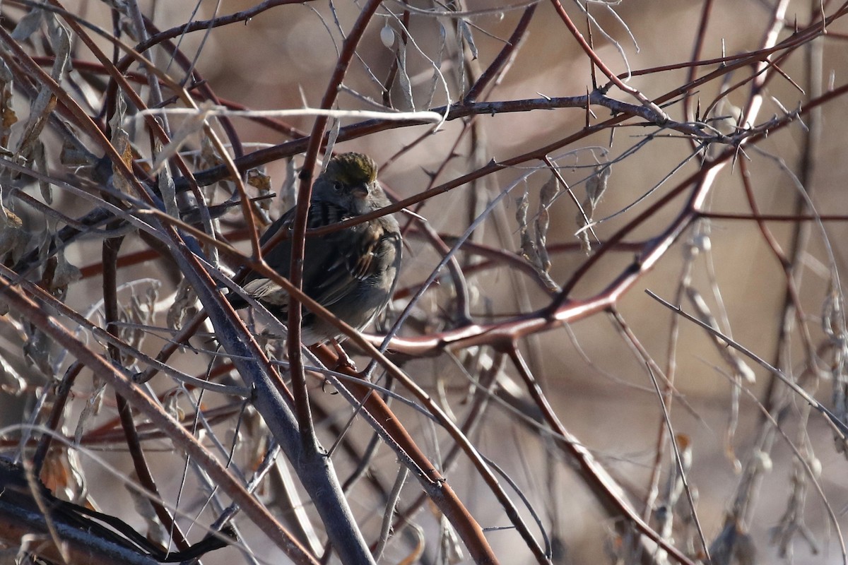 Golden-crowned Sparrow - ML521592761