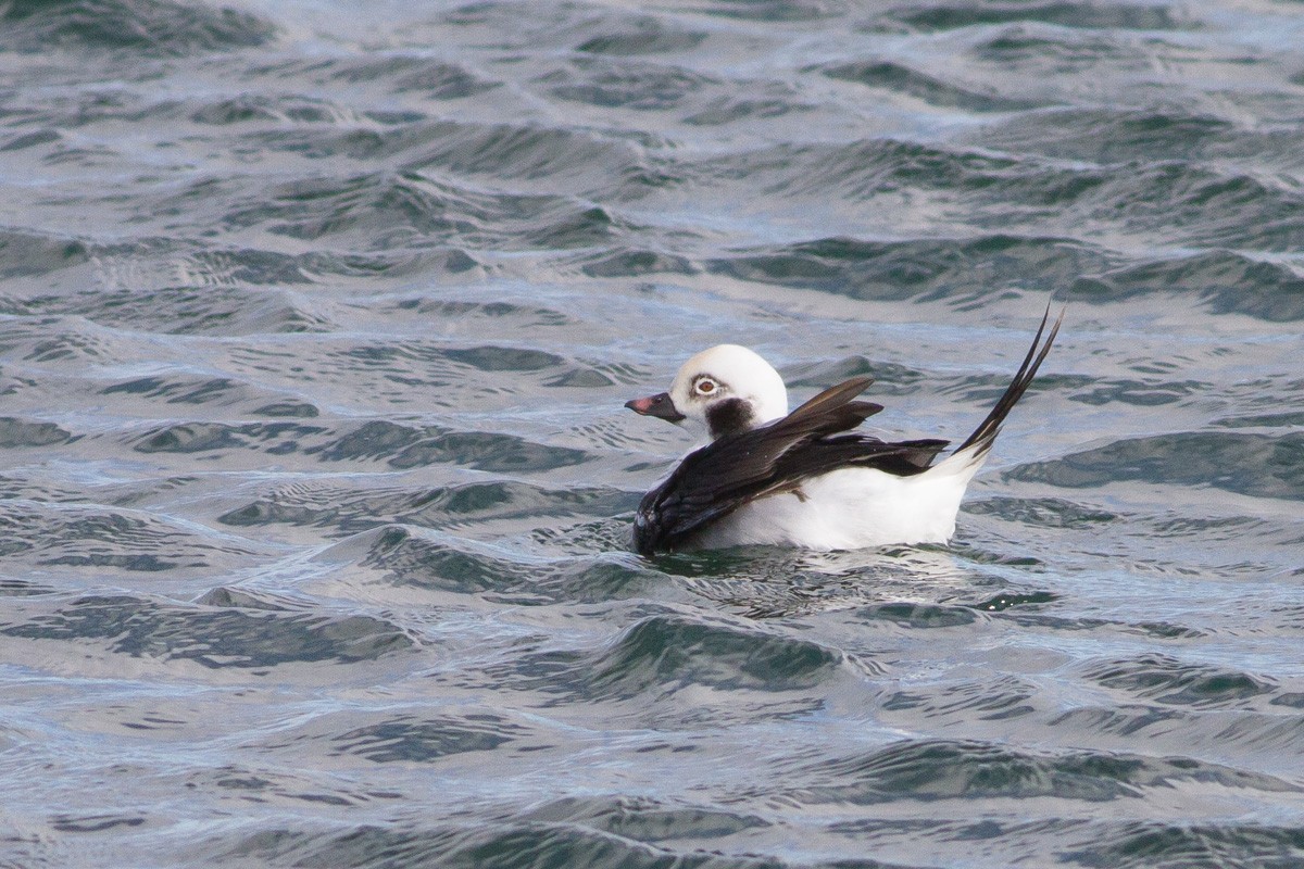 Long-tailed Duck - ML52159601