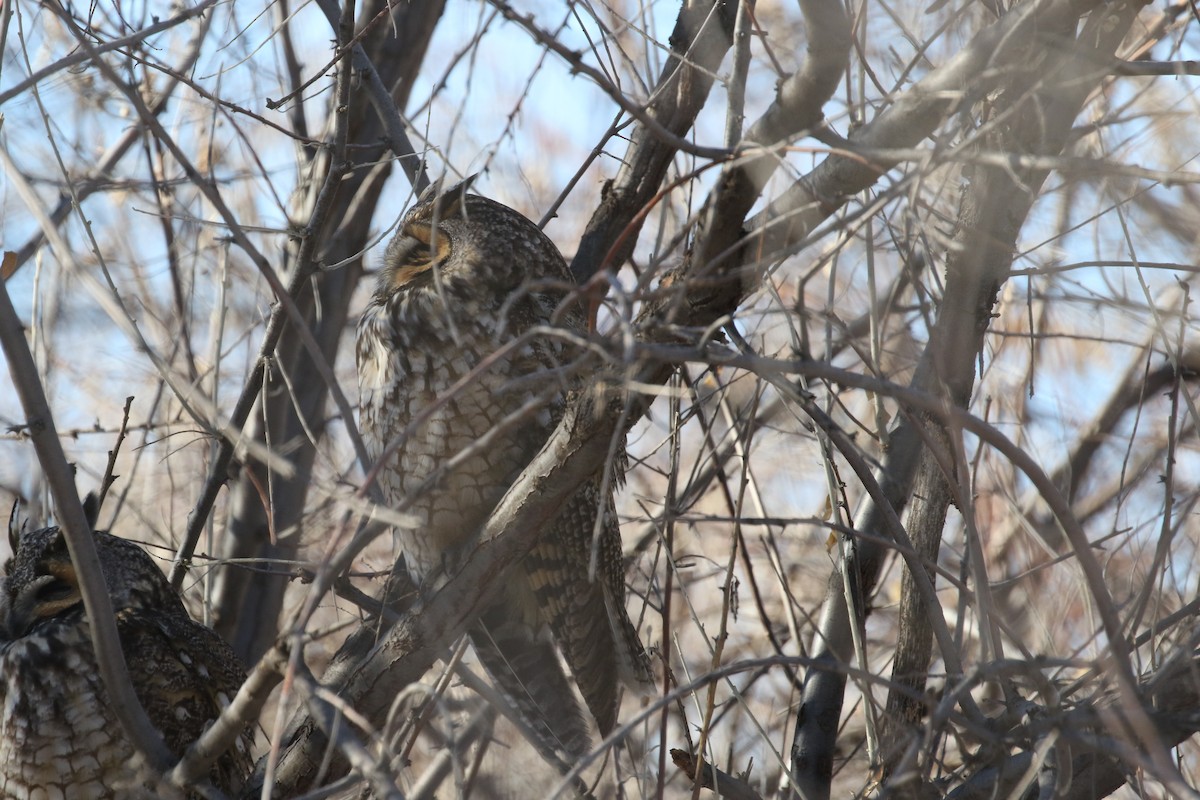 Long-eared Owl - ML521596331