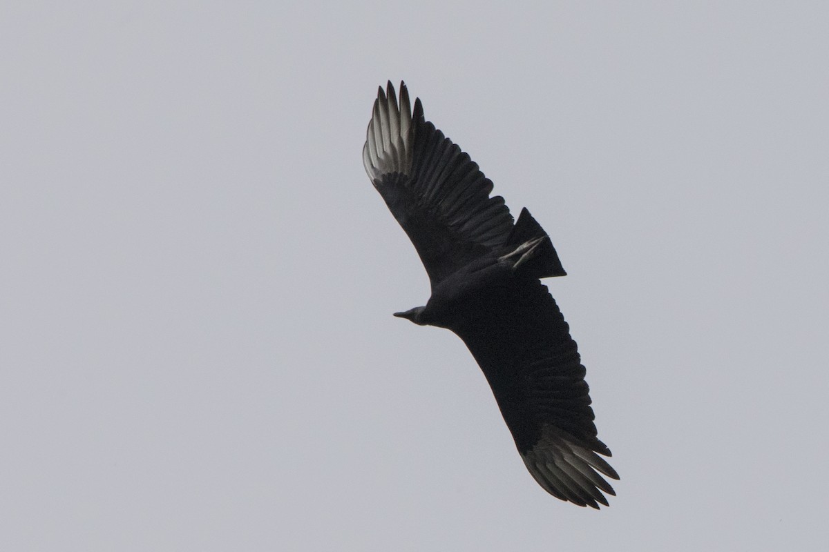 Black Vulture - ML521600421