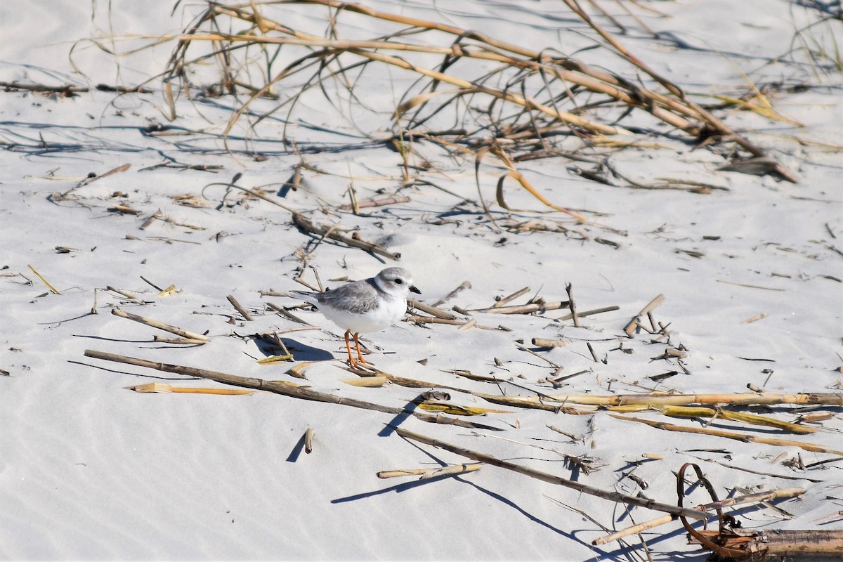 Piping Plover - ML521600801