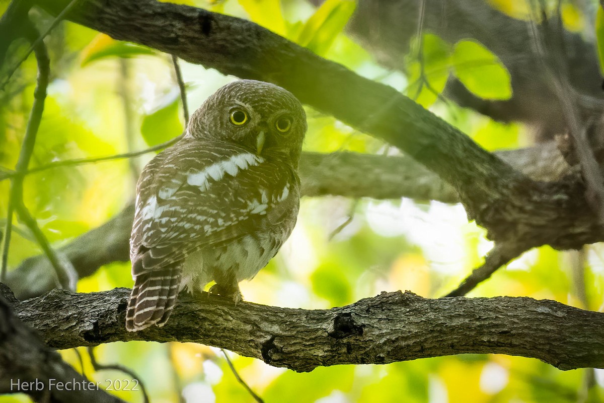African Barred Owlet - ML521613991
