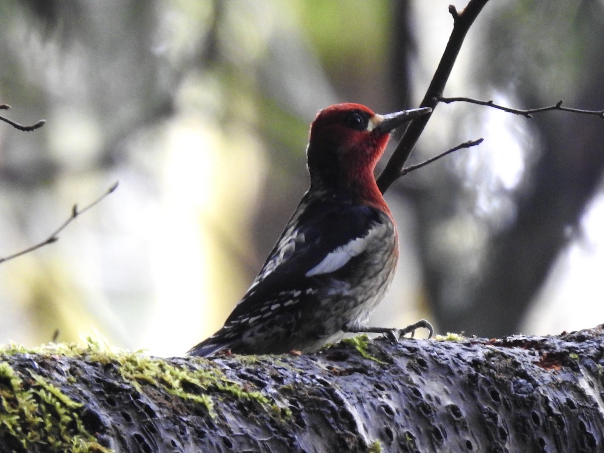 Red-breasted Sapsucker - ML521615821