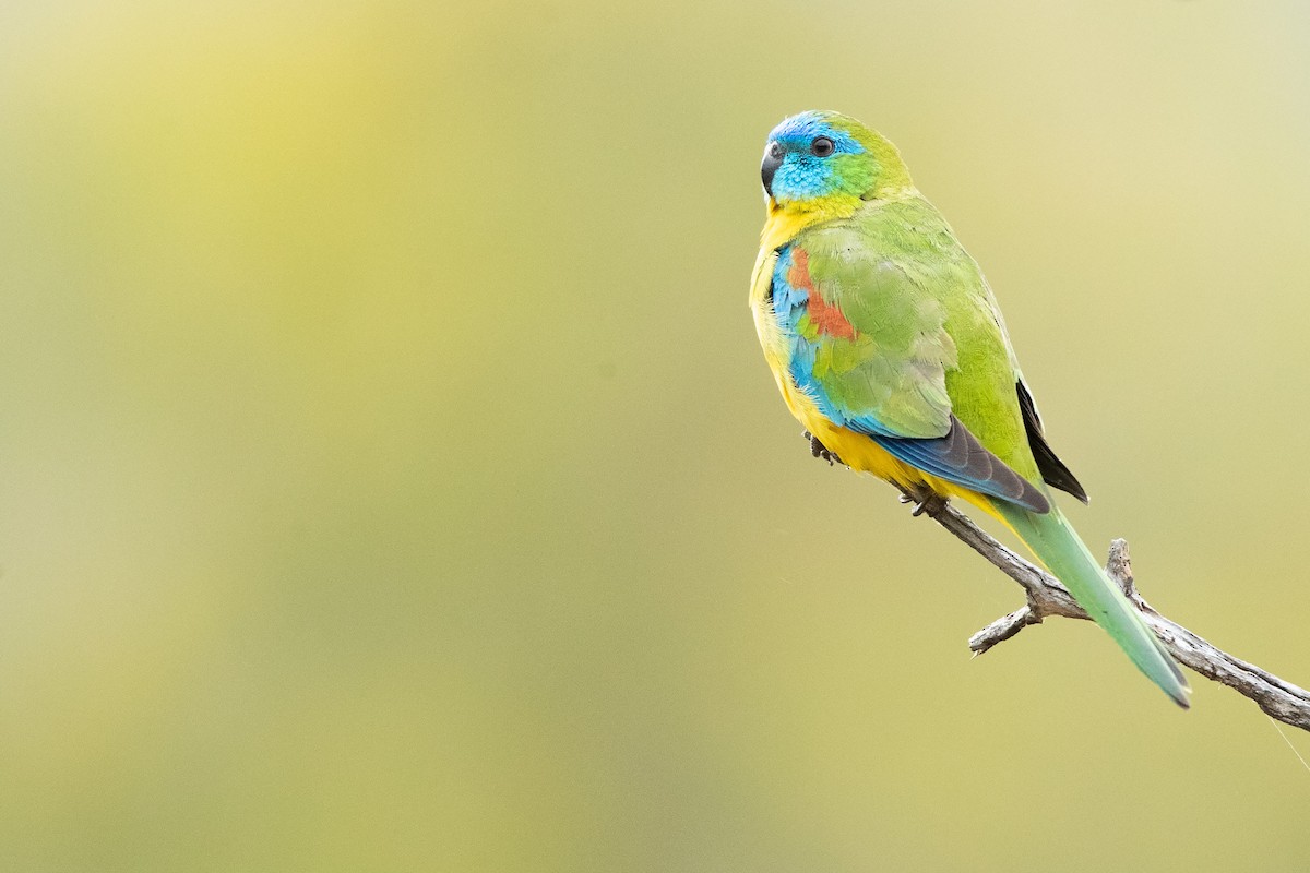 Turquoise Parrot - ML521616551
