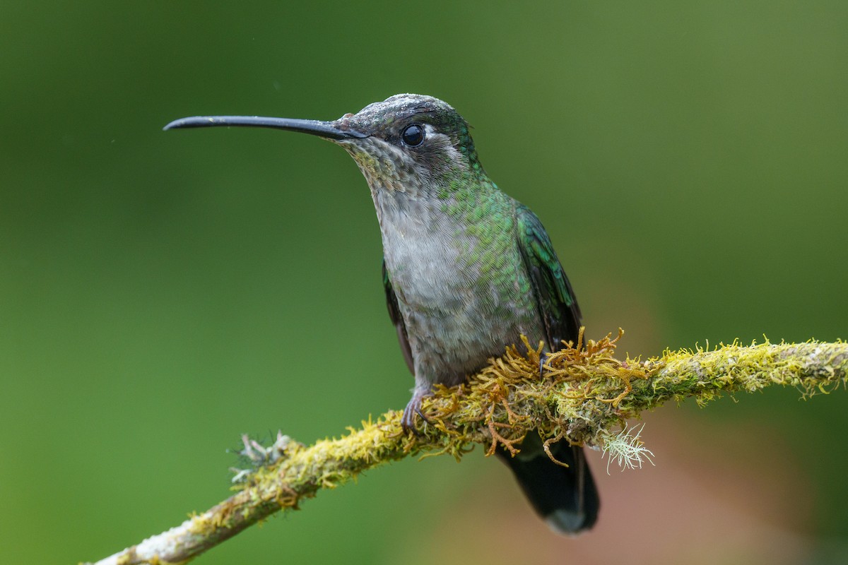 Talamanca Hummingbird - ML521618441