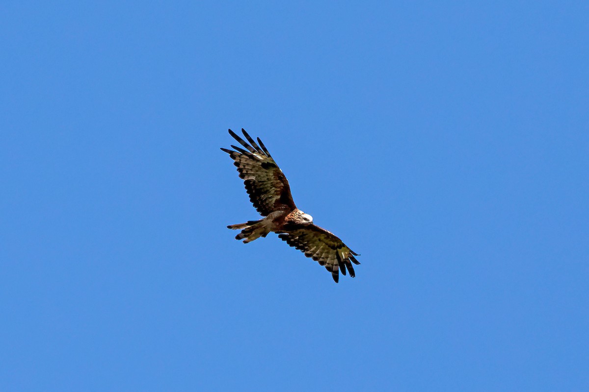Square-tailed Kite - ML521618461