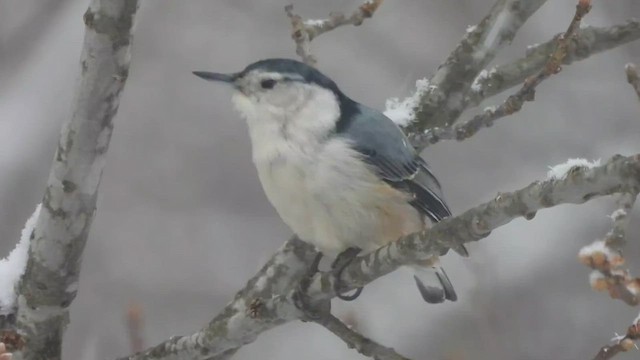 White-breasted Nuthatch - ML521621711