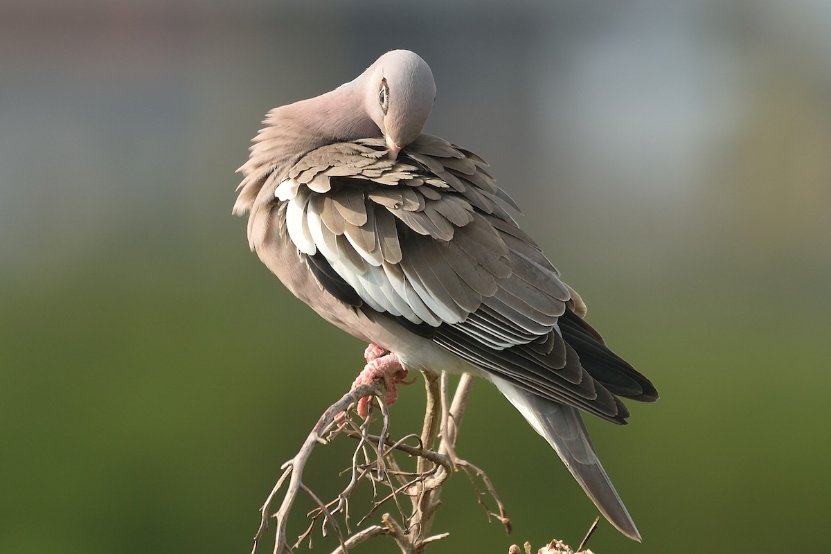 holub bělokřídlý - ML52162521