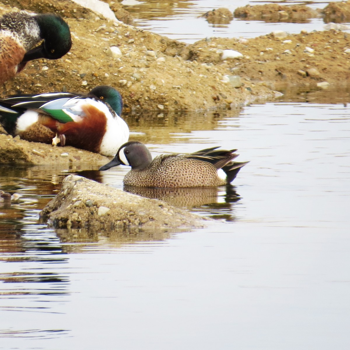 Blue-winged Teal - ML52162601