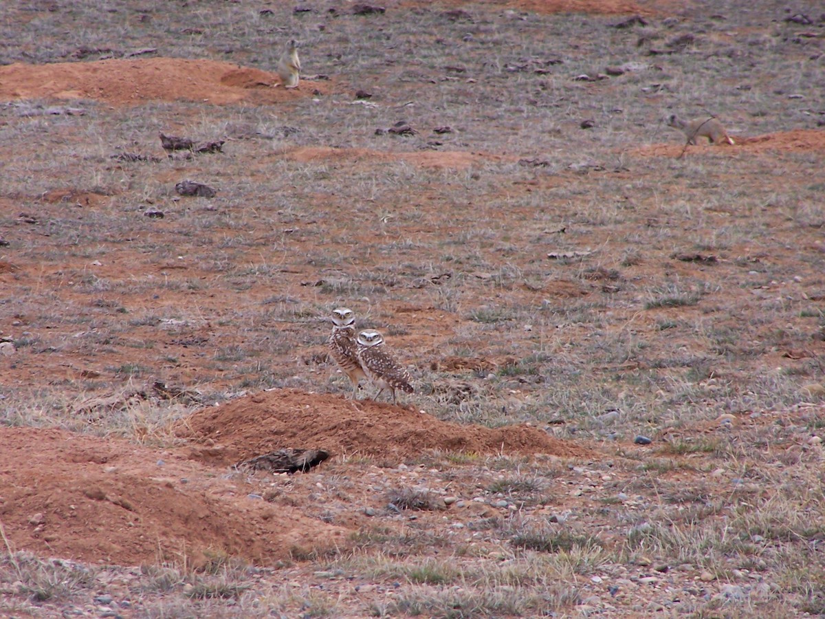 Burrowing Owl (Western) - ML521626111