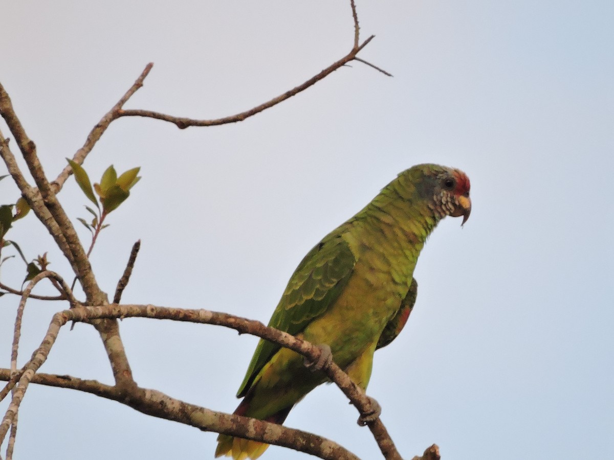 Red-tailed Parrot - ML52162711