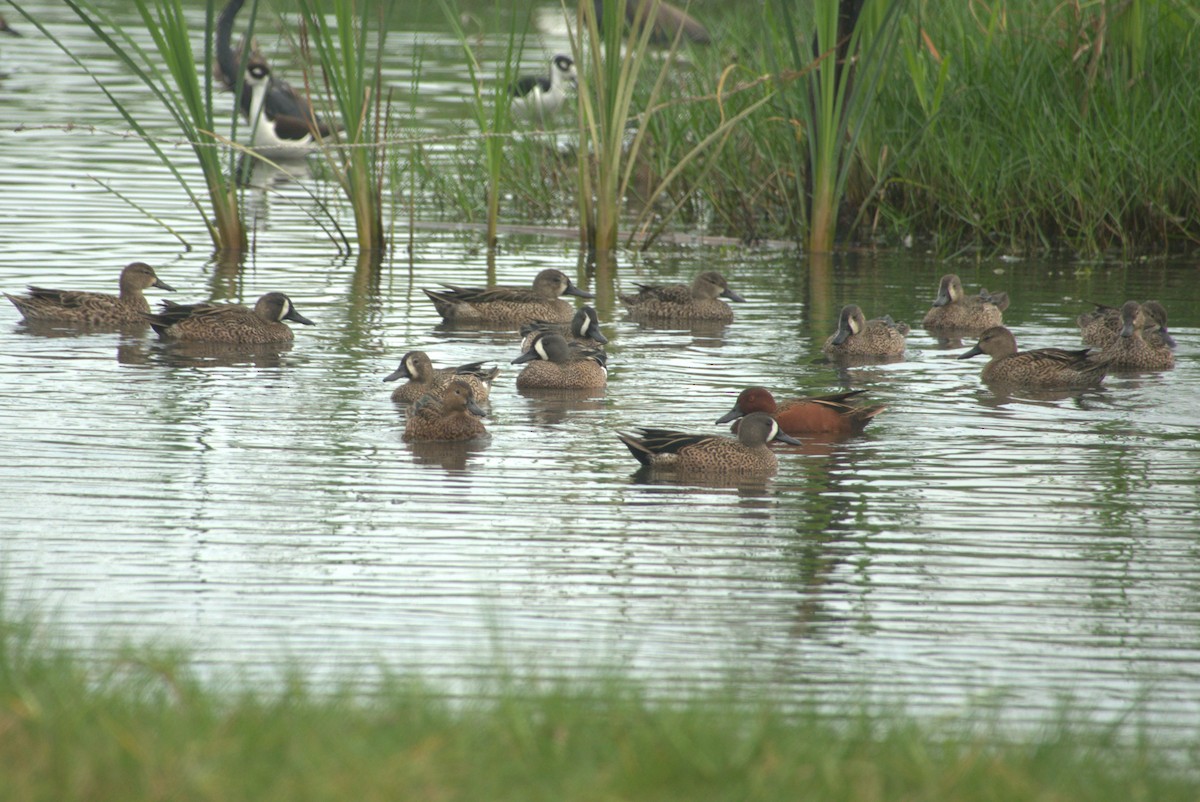Blue-winged Teal - ML521628911