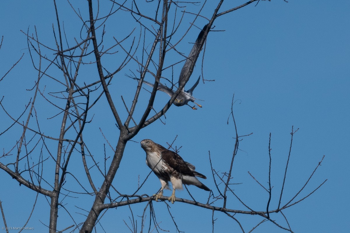Red-tailed Hawk - ML521632531