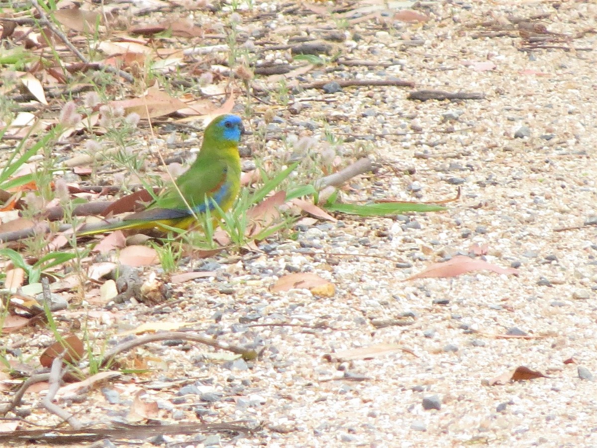 Turquoise Parrot - ML521632611