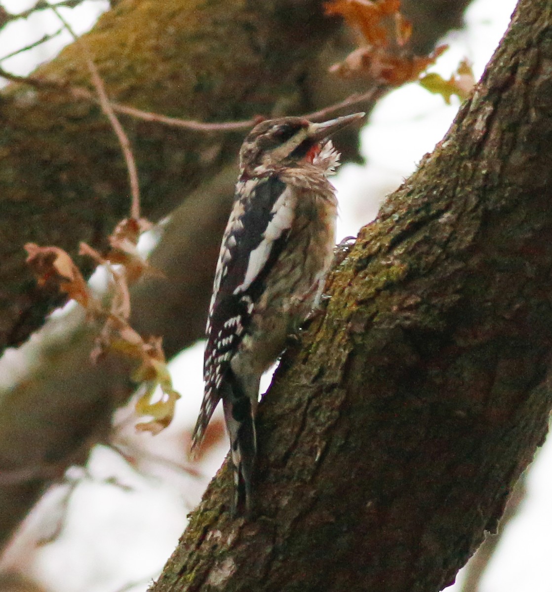 eBird Checklist 7 Jan 2023 Elkhorn Slough boat ramp (YOL Co.) 52 species (+3 other taxa)