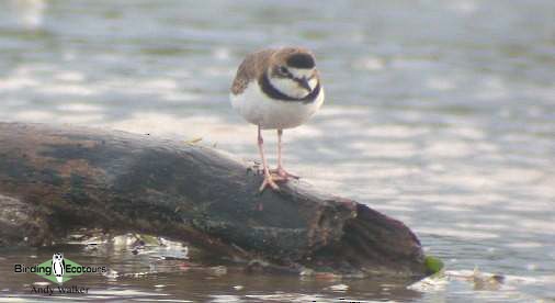 Collared Plover - ML521638861