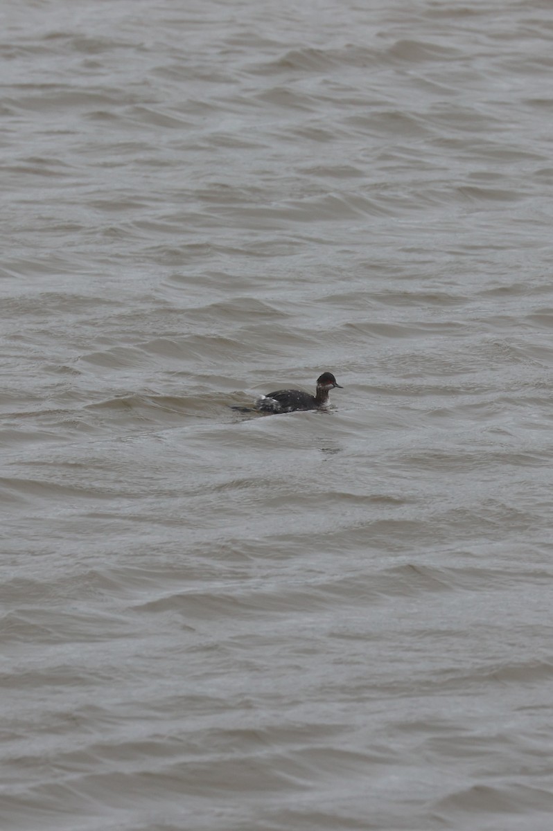 ebird-checklist-30-dec-2022-moss-landing-jetty-road-north-jetty