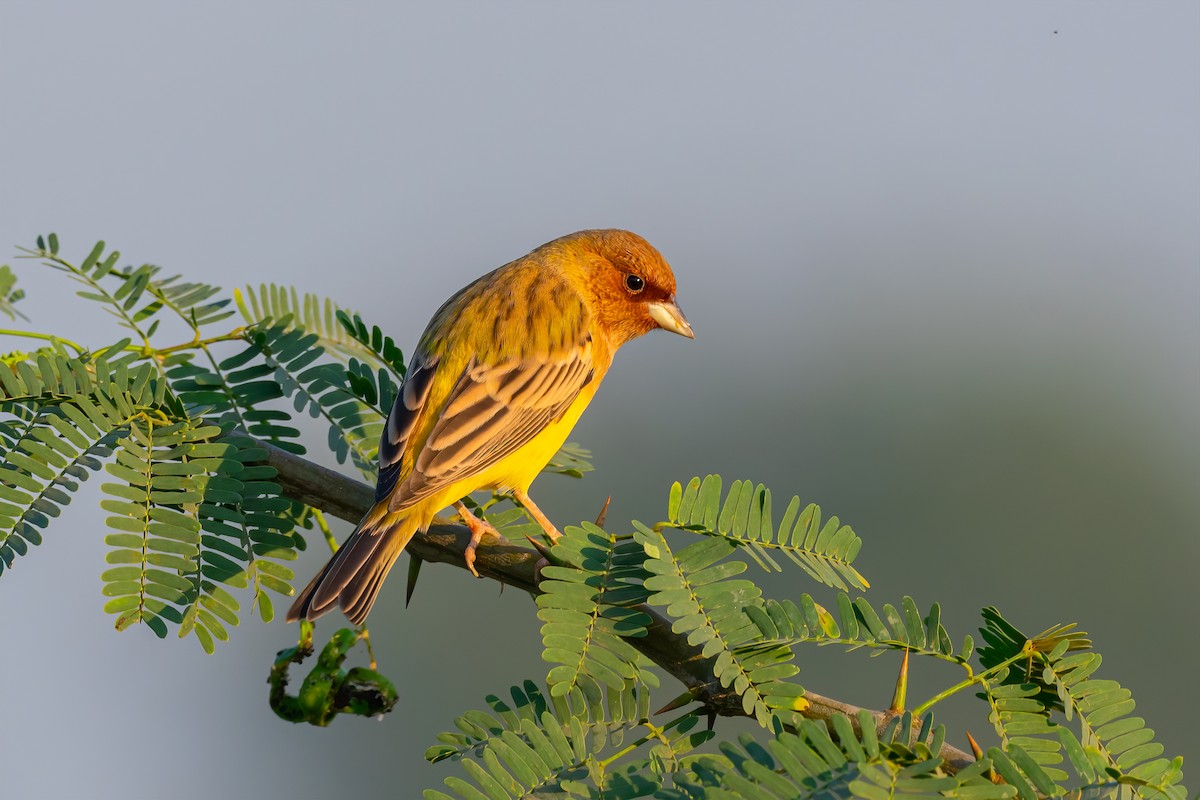 Red-headed Bunting - ML521646231