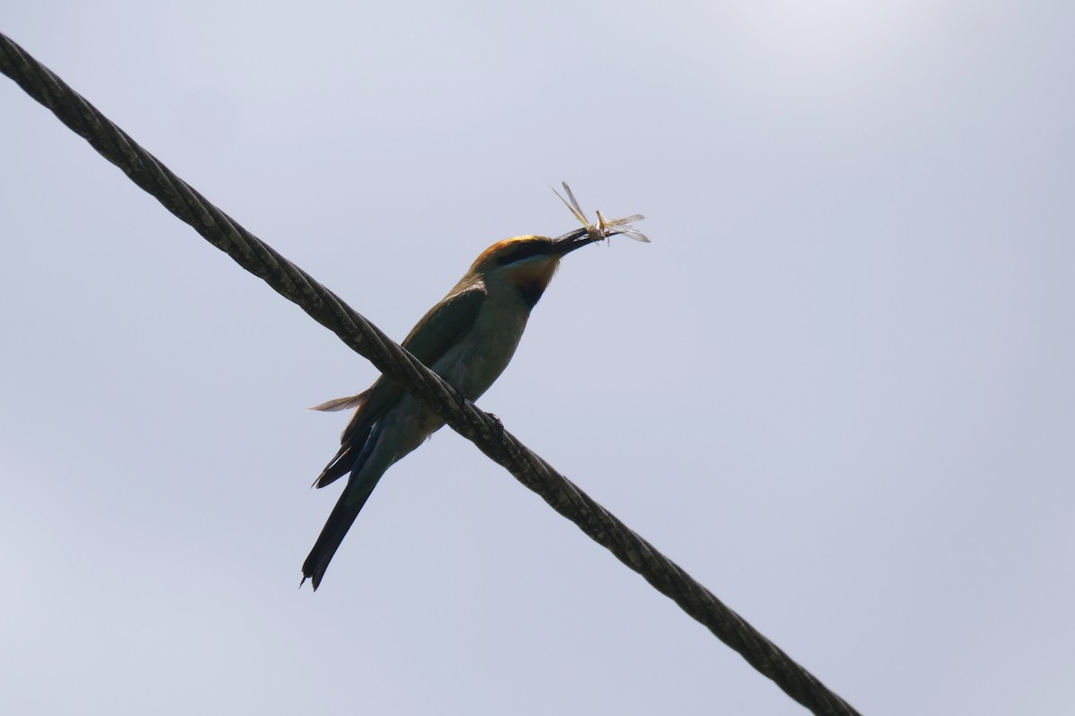 Rainbow Bee-eater - ML521647111