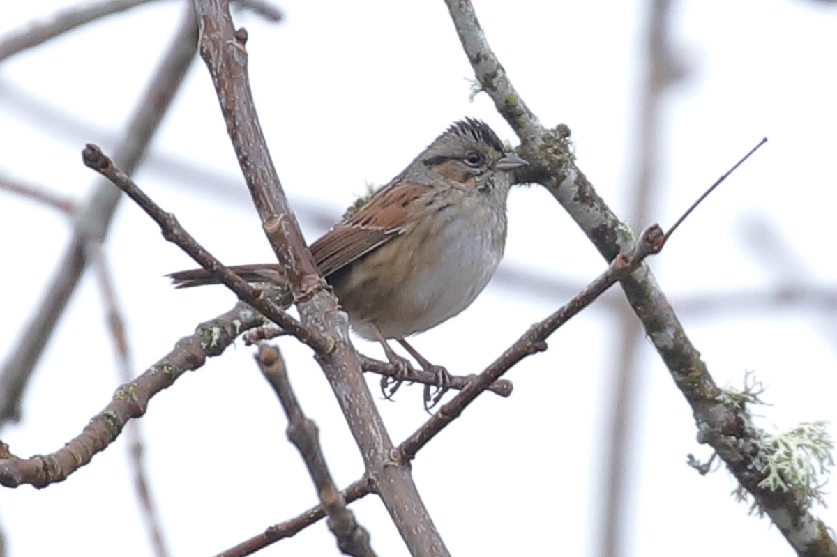 Swamp Sparrow - ML521654971