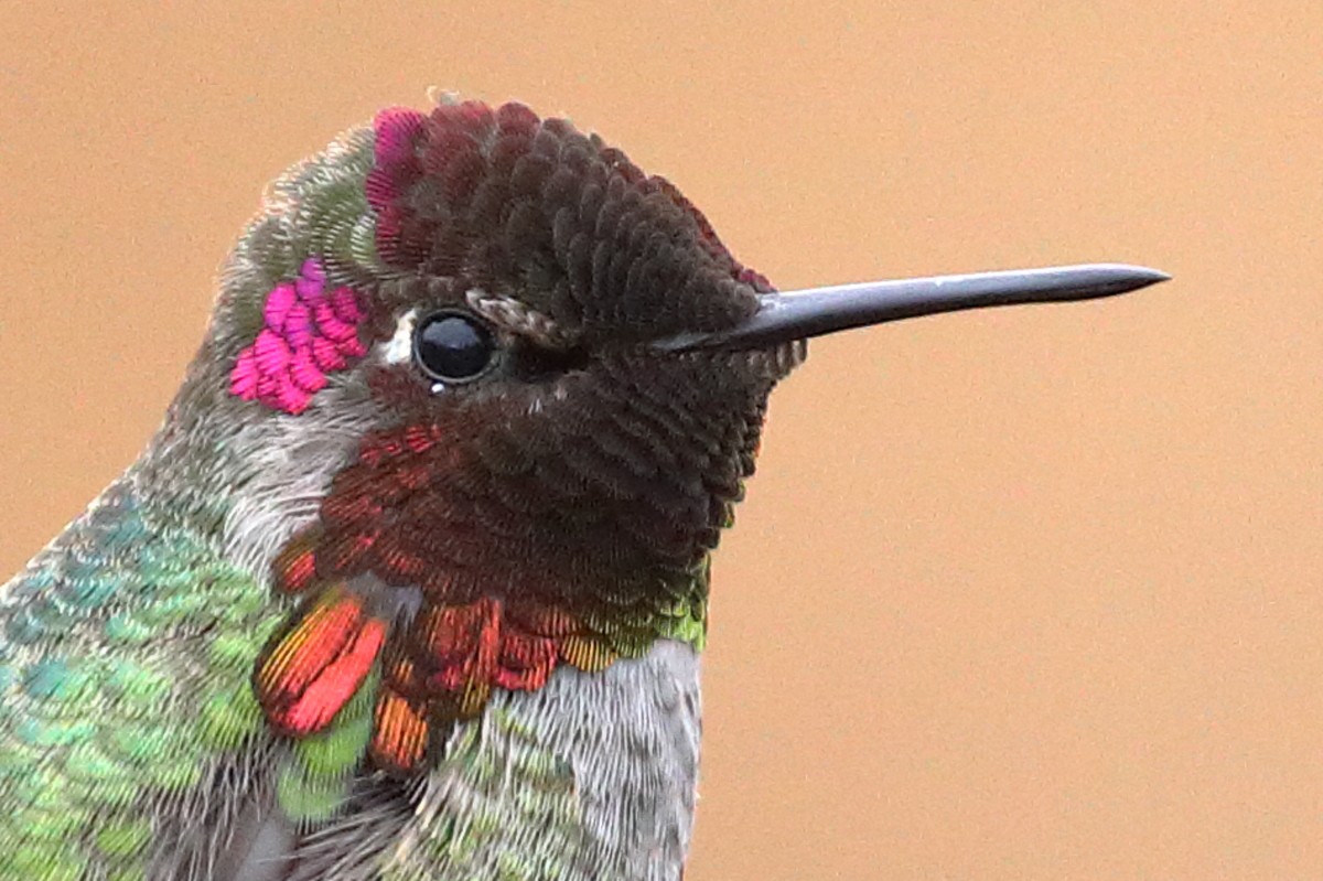 Anna's Hummingbird - ML521655051