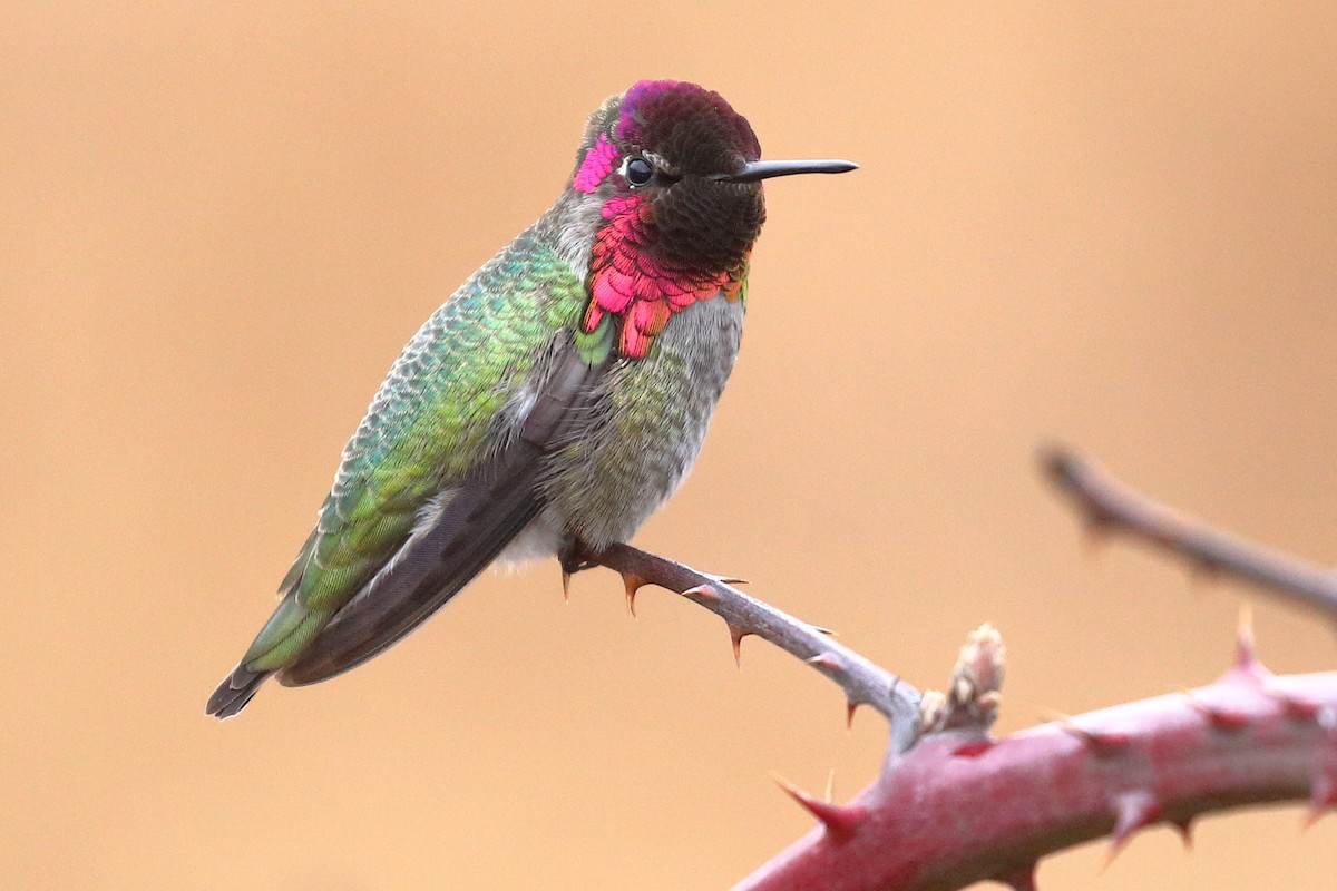 Anna's Hummingbird - ML521655061