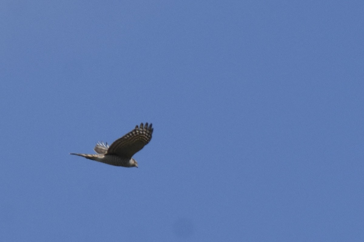 Eurasian Sparrowhawk - ML521655981