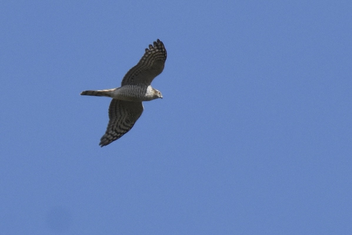 Eurasian Sparrowhawk - ML521656221