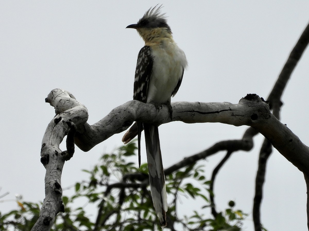 Great Spotted Cuckoo - ML521656781