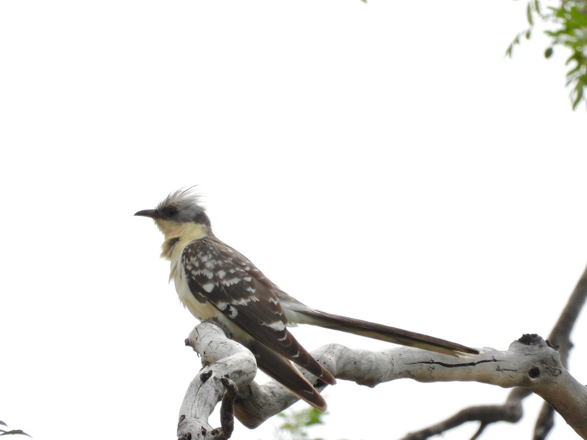 Great Spotted Cuckoo - ML521656831
