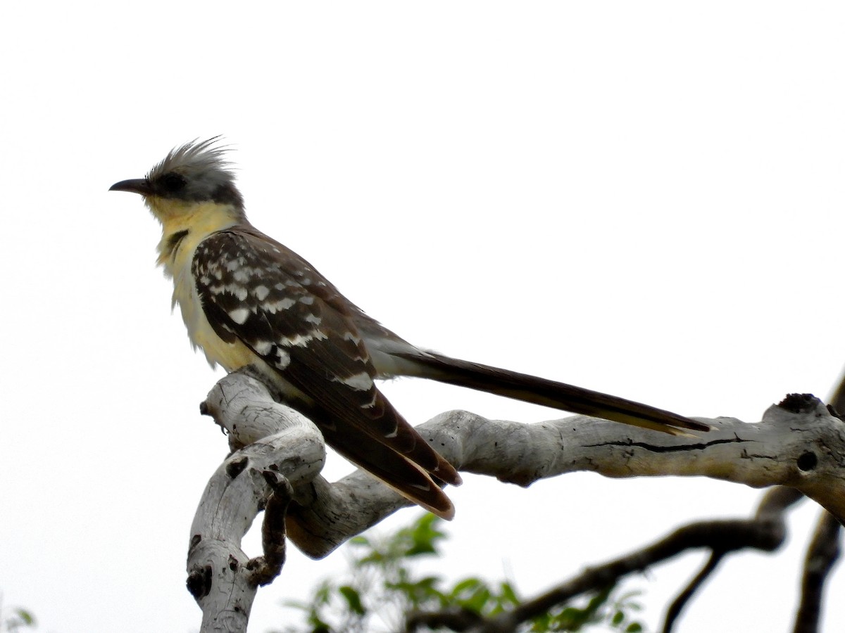 Great Spotted Cuckoo - ML521656851