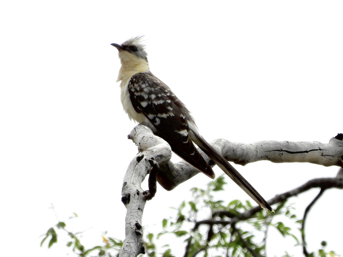 Great Spotted Cuckoo - GARY DOUGLAS