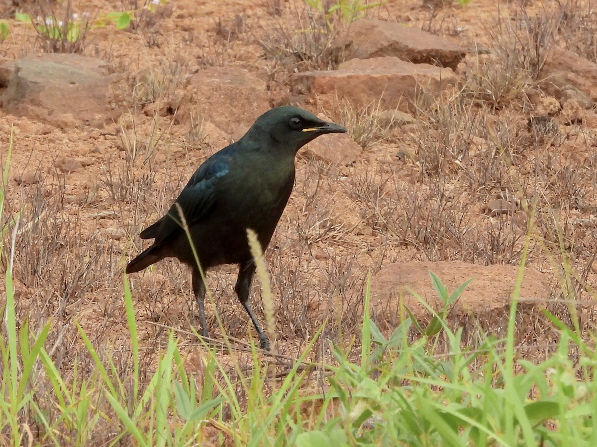 Greater Blue-eared Starling - ML521657221
