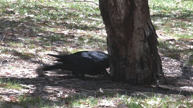 Australian Raven - ML521657761