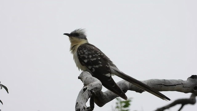 Great Spotted Cuckoo - ML521659341